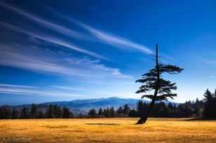 Cape Blanco Lone Pine-3462